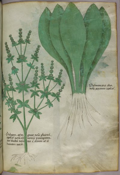 Kasvitieteellinen kuvitus, noin 1440 (tussi ja väri pergamentille). tekijältä Italian School