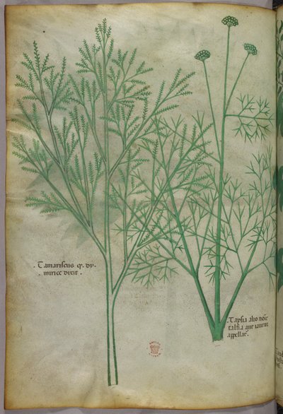 Kasvitieteellinen kuvitus, noin 1440 (tussi ja väri pergamentille). tekijältä Italian School