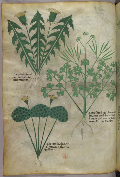 Kasvitieteellinen kuvitus, noin 1440 (tussi ja väri pergamentille). tekijältä Italian School