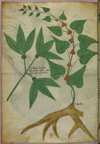 Kasvitieteellinen kuvitus, noin 1440 (tussi ja väri pergamentille). tekijältä Italian School