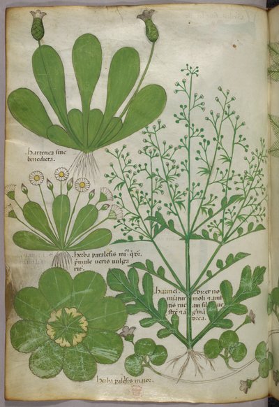 Kasvitieteellinen kuvitus, noin 1440 (tussi ja väri pergamentille). tekijältä Italian School