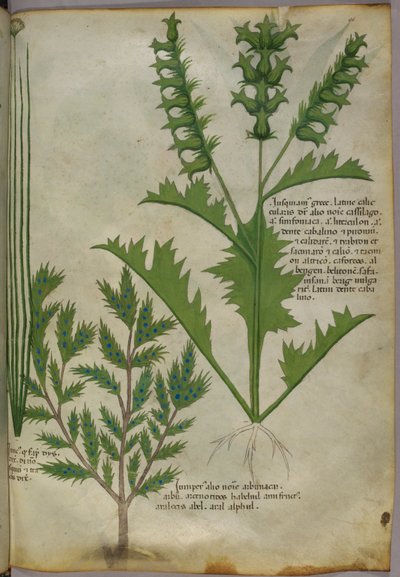 Kasvitieteellinen kuvitus, noin 1440 (tussi ja väri pergamentille). tekijältä Italian School