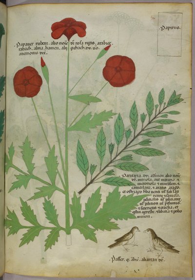 Kasvitieteellinen kuvitus, noin 1440 (tussi ja väri pergamentille). tekijältä Italian School