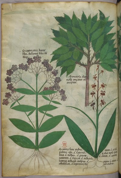 Kasvitieteellinen kuvitus, noin 1440 (tussi ja väri pergamentille). tekijältä Italian School