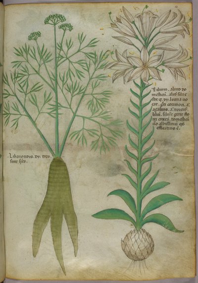 Kasvitieteellinen kuvitus, noin 1440 (tussi ja väri pergamentille). tekijältä Italian School