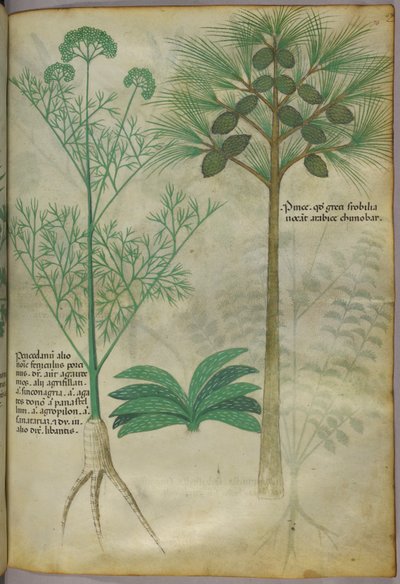Kasvitieteellinen kuvitus, noin 1440 (tussi ja väri pergamentille). tekijältä Italian School