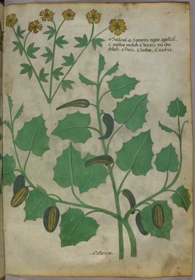Kasvitieteellinen kuvitus, noin 1440 (tussi ja väri pergamentille). tekijältä Italian School