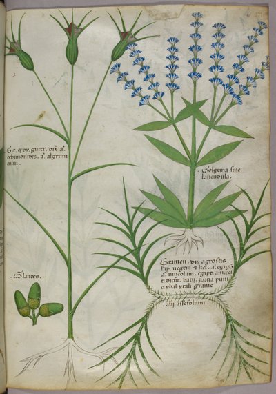 Kasvitieteellinen kuvitus, n.1440 (pergamentti), n.1440 (muste ja väri pergamentille). tekijältä Italian School
