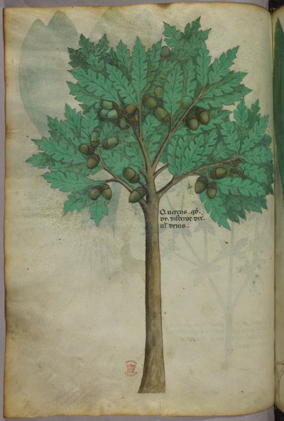 Kasvitieteellinen kuvitus pähkinäpuusta, noin 1440 (tussi ja väri pergamentille). tekijältä Italian School