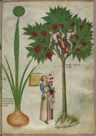 Kasvitieteellinen kuvitus kasvista ja pojista, jotka seisovat hedelmäpuun oksilla poimimassa hedelmiä ja heittämässä niitä alas alla seisovalle naiselle, noin 1440 (tussi ja väri pergamentilla). tekijältä Italian School