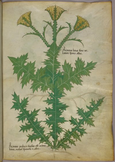 Kasvitieteellinen kuvitus kasvista, noin 1440 (tussi ja väri pergamentille). tekijältä Italian School