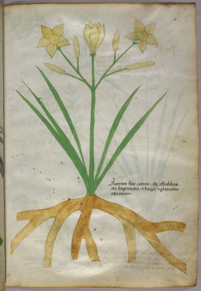 Kasvitieteellinen kuvitus kasvista, noin 1440 (tussi ja väri pergamentille). tekijältä Italian School