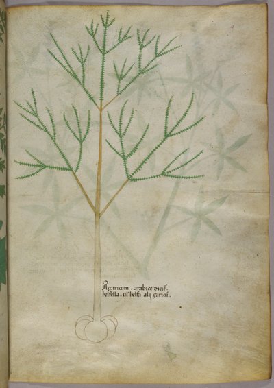 Kasvitieteellinen kuvitus kasvista, noin 1440 (tussi ja väri pergamentille). tekijältä Italian School