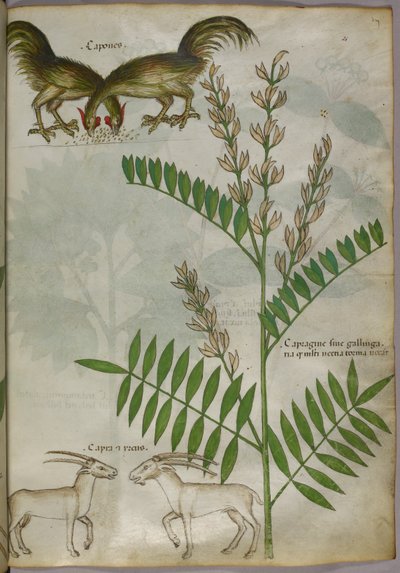 Kasvitieteellinen kuvitus kasvista, kahdesta vuohesta ja kahdesta linnusta, noin 1440 (tussi ja väri pergamentille). tekijältä Italian School