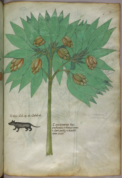 Kasvitieteellinen kuvitus kasvista ja eläimestä, noin 1440 (tussi ja väri pergamentille). tekijältä Italian School