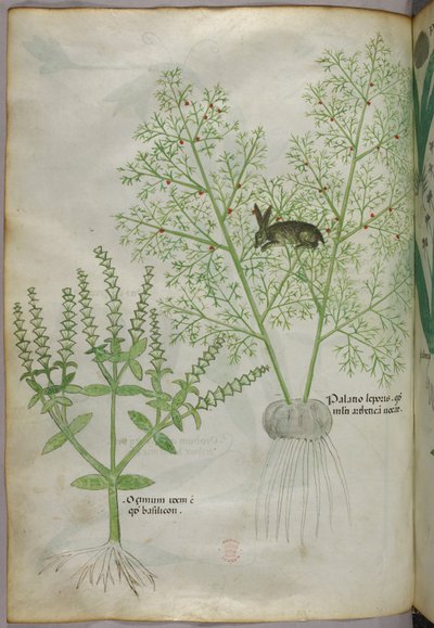 Kasvitieteellinen kuvitus basilikakasvista [ocimum] ja jäniksestä parsan seassa [palatio leporis], noin 1440 (tussi ja väri pergamentilla). tekijältä Italian School