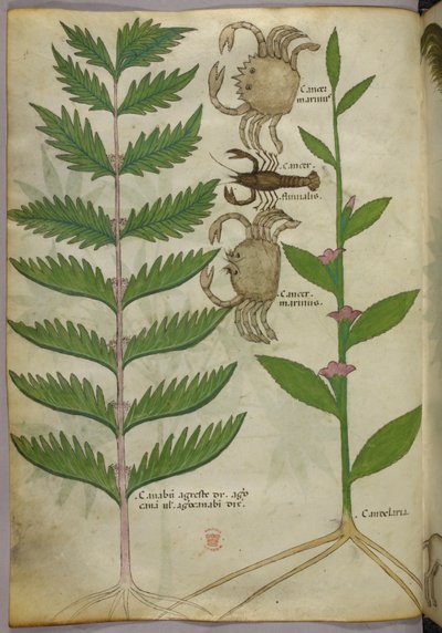 Kasvitieteellinen kuvitus ravuista ja skorpionista, noin 1440 (tussi ja väri pergamentille). tekijältä Italian School