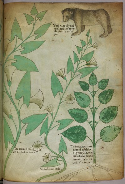 Kasvitieteellinen kuvitus kasvista ja karhusta, noin 1440 (tussi ja väri pergamentille). tekijältä Italian School