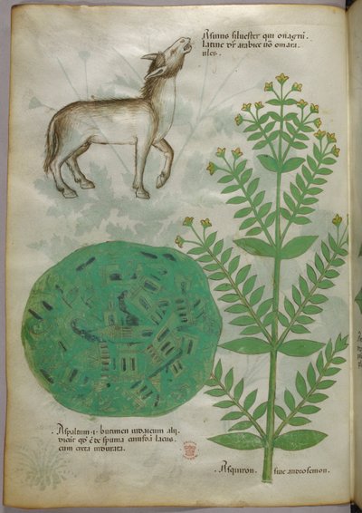 Kasvitieteellinen kuvitus kasvista ja hevosesta, noin 1440 (tussi ja väri pergamentille). tekijältä Italian School
