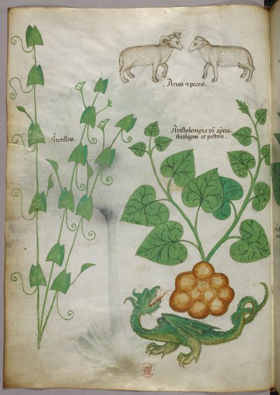 Kasvitieteellinen kuvitus kasveista, lohikäärmeestä ja lampaista, noin 1440 (tussi ja väri pergamentille). tekijältä Italian School