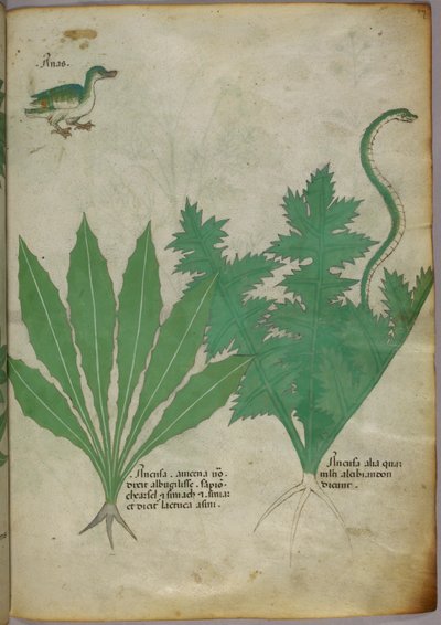 Kasvitieteellinen kuvitus kasveista, käärmeestä ja ankasta, noin 1440 (tussi ja väri pergamentille). tekijältä Italian School