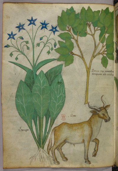 Kasvitieteellinen kuvitus kasveista ja sonnista, noin 1440 (tussi ja väri pergamentille). tekijältä Italian School