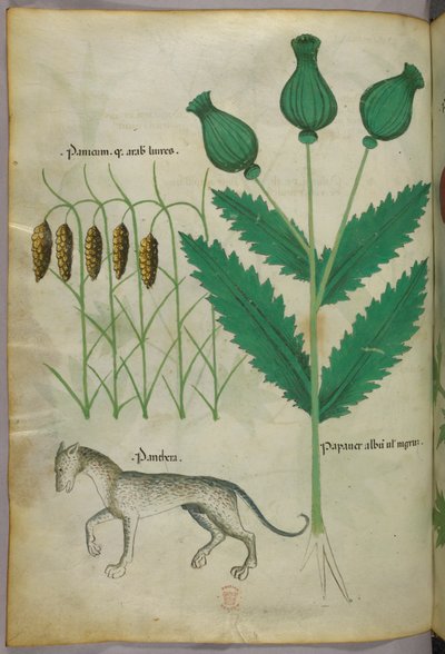 Kasvitieteellinen kuvitus kasveista ja pantterista, noin 1440 (tussi ja väri pergamentille). tekijältä Italian School
