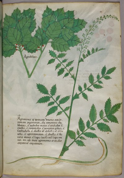 Kasvitieteellinen kuvitus kasveista ja käärmeestä, noin 1440 (tussi ja väri pergamentille). tekijältä Italian School