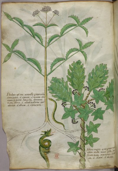 Kasvitieteellinen kuvitus kasveista ja käärmeestä, noin 1440 (tussi ja väri pergamentille). tekijältä Italian School