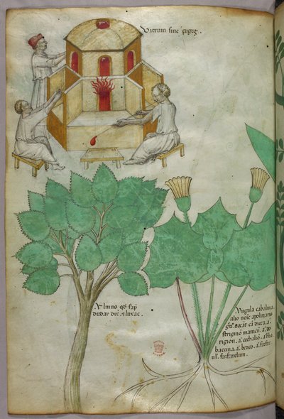 Kasvitieteellinen kuvitus kasveista ja lasinvalmistuksen kuvitus, noin 1440 (tussi ja väri pergamentille). tekijältä Italian School