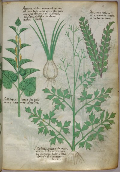 Kasvitieteellinen kuvitus kasveista, noin 1440 (tussi ja väri pergamentille). tekijältä Italian School