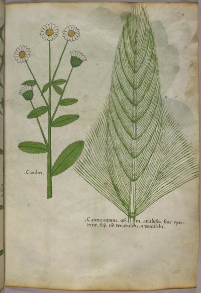 Kasvitieteellinen kuvitus kasveista, noin 1440 (tussi ja väri pergamentille). tekijältä Italian School