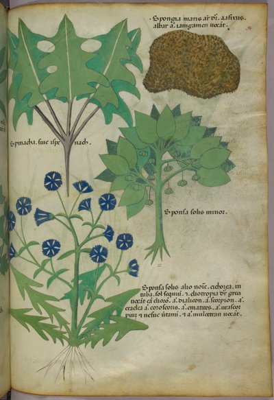Kasvitieteellinen kuvitus kasveista, mukaan lukien sieni, noin 1440 (tussi ja väri pergamentille). tekijältä Italian School