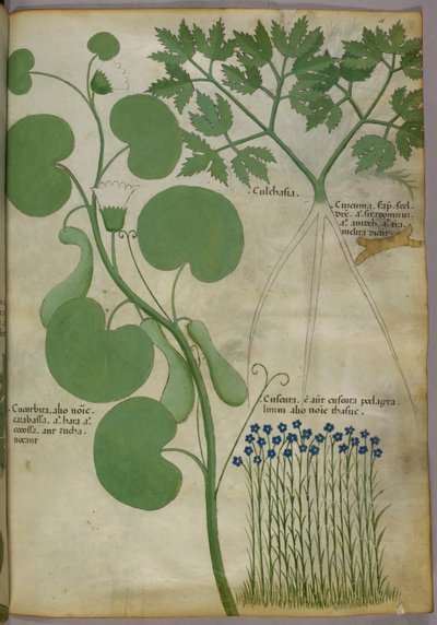 Kasvitieteellinen kuvitus kasveista ja kukista, n. 1440 (tussi ja väri pergamentille). tekijältä Italian School