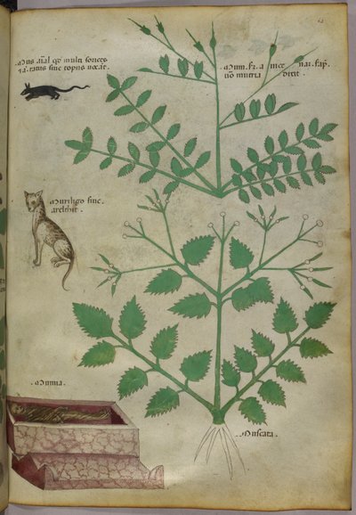 Kasvitieteellinen kuvitus kasveista, joissa on leopardi, hiiri ja ruumis, noin 1440 (tussi ja väri pergamentille). tekijältä Italian School