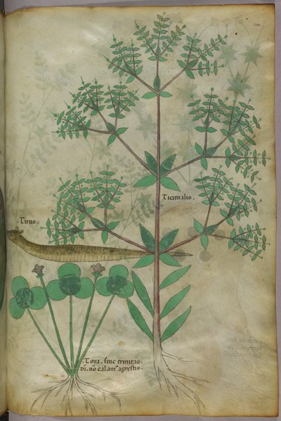 Kasvitieteellinen kuvitus kasveista ja eläimestä, noin 1440 (tussi ja väri pergamentille). tekijältä Italian School
