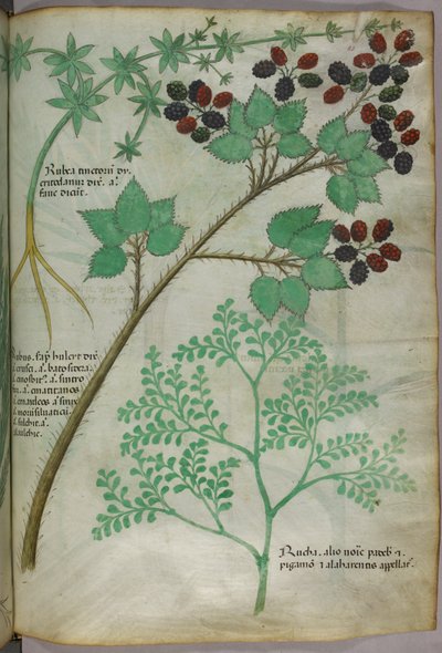 Kasvitieteellisiä kuvituksia rapsista [rubea]; karhunvatukasta [rubus]; ruudusta [ruta], noin 1440 (tussi ja väri pergamentille). tekijältä Italian School