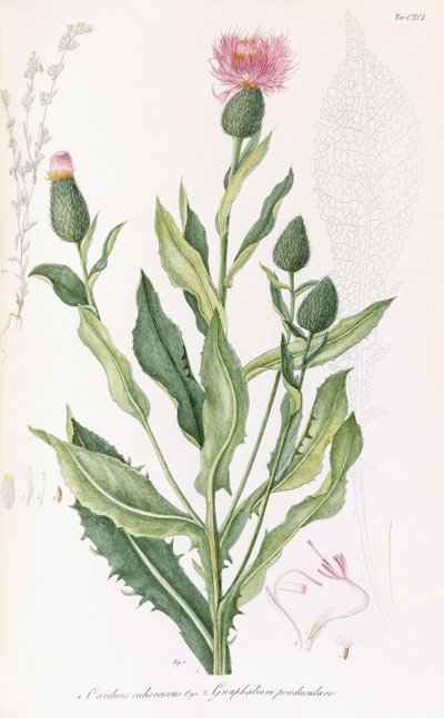 Cardus cichoraceus ja Gnaphalium pendululare, 1811-1838 tekijältä Italian School