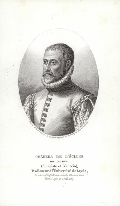 Carolus Clusius tekijältä Italian School