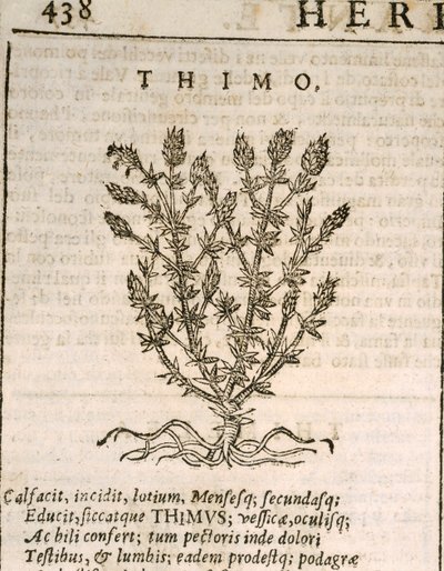 Harvinainen timjami (Thymus vulgaris), kaiverrus Castore Durante tekijältä Italian School