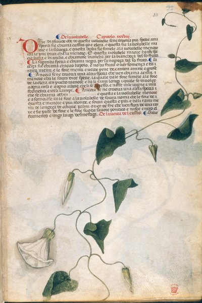 Convolvulus Plant, kuvitus 