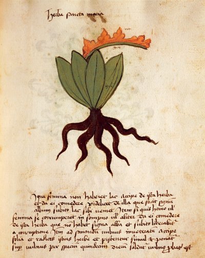 Costmary- tai balsamiyrtti (Tanacetum balsamita) tekijältä Italian School