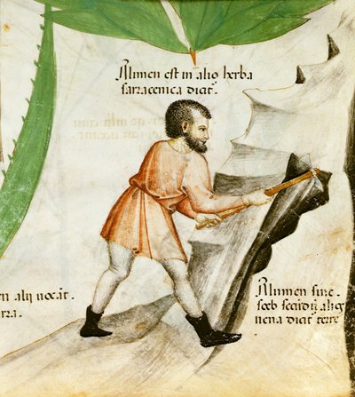 Alunaa, n. 1440 (väri lito) tekijältä Italian School