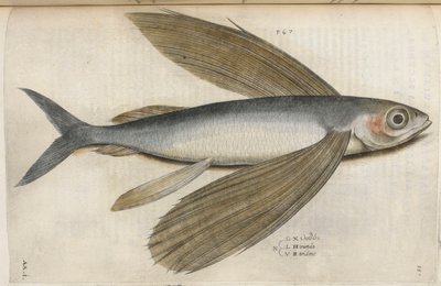 Lentävä kala, kuva "Aquatilium Animalium Historiæ liber primus", kirjoittanut Ippolito Salviani tekijältä Italian School