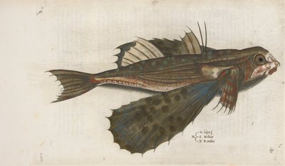 Lentävä kala, kuva "Aquatilium Animalium Historiæ liber primus", kirjoittanut Ippolito Salviani tekijältä Italian School