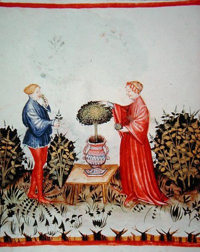 Fol.39v Gathering the Basilicum Curatum, kuvitus "Tacuinus Santiatis Code of Wienistä" (vellum) tekijältä Italian School