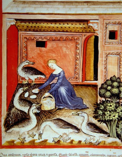 Fol.66r Kasvattavat hanhet, kuva Tacuinum Santiatis Codex Vindobonensis tekijältä Italian School