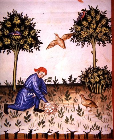 Fol.66v Keräily Partridge Munia, kuva 
