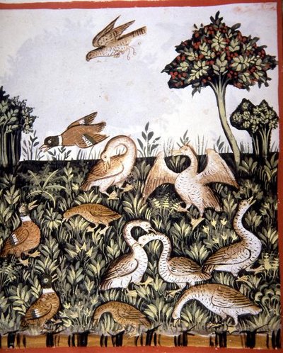 Fol.69v Ankat ja hanhet, kuvitus "Tacuinum Santiatis Codex Vindobonensis" (vellum) tekijältä Italian School