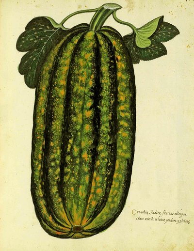 Ulisse Aldrovandin (1522 - 1605) Green Oblong Squash -levy julkaistu Piante Fiori Fruttissa (käsinvärinen kaiverrus). tekijältä Italian School